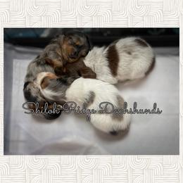 Dachshund Puppies from Shiloh Ridge Dachshunds