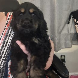 Cocker Spaniel Puppies from Home Grown Cocker Spaniels