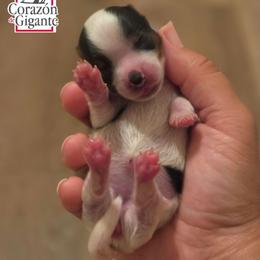 Gwen Stacy - Black tan and white female Biewer Terrier puppy in California from Corazon de gigante