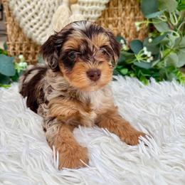 Whoopie - Chocolate and white female Havapoo puppy in Dothan, Alabama from Snickerdoodles