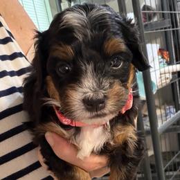 Bonnie - Tri-color female Bernedoodle puppy in Lincoln, Nebraska from GRand Doodles