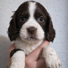Hula - Liver and white female English Springer Spaniel puppy in Florida from Thunderbird Springers
