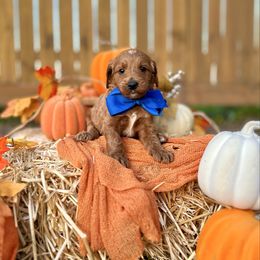 Apple's Blue Boy - Red  male Goldendoodle puppy in Kountze, Texas from Texas Doodles LLC