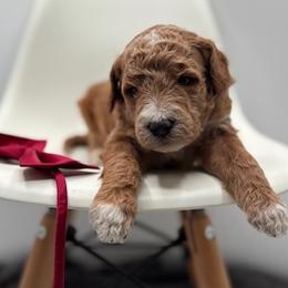 Cooper - Apricot male Goldendoodle puppy in Creston, Ohio from Mini Doodles Dandy