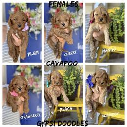 Bernedoodle, Cavapoo, Goldendoodle, and Poodle Puppies from Gypsi Doodles & Poodles