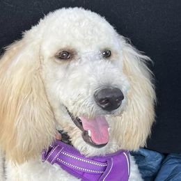 Poodles from J & J’s Standards