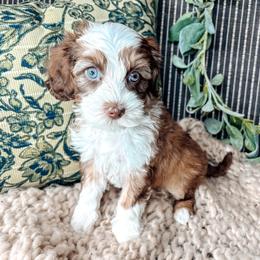 Red Collar - Lady Daphne - Chocolate female Australian Labradoodle puppy in Decatur, Alabama from Southern Meadows Doodles
