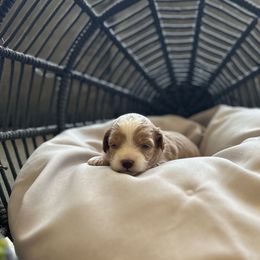 Phoebe - Apricot female Cavapoo puppy in Chino, California from Coopers Lane Puppies