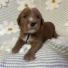 Liam - Red  male Goldendoodle puppy in Placerville, California from New Dawn Poodles and Doodles