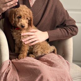 Lula( Red collar) - Red  female Goldendoodle puppy in Skamokawa, Washington from East Valley Pups