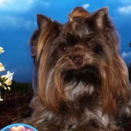 KitKat - Yorkshire Terrier