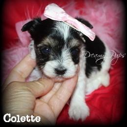 AKC Colette - Black tan and white female Biewer Terrier puppy in Kennesaw, Georgia from Dreamy Pups