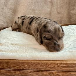 Girl 3 - Dapple female Dachshund puppy in Franklin, Tennessee from Wendy's Weenies