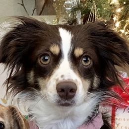 Selah - Miniature Australian Shepherd