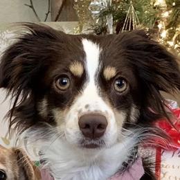 Selah - Miniature Australian Shepherd
