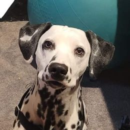 Cally - Dalmatian