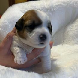 Fuchsia - White and tan female Russell Terrier puppy in Burns, Tennessee from Terrier Town of Tennessee