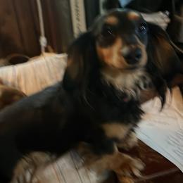 Luna. Unregistered. - Dachshund