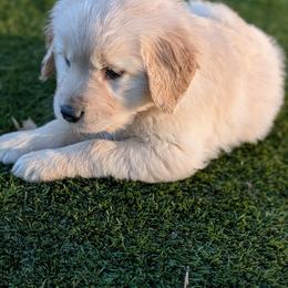 Jupiter - Golden female Golden Retriever puppy in Lakeside, Arizona from Tall Pines Goldens