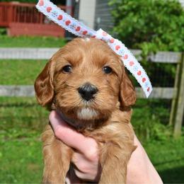 Peaches - Apricot female Goldendoodle puppy in Batavia, Ohio from Cozy Cove Goldendoodles