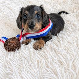 Patriot - Blue and tan male Dachshund puppy in Lubbock, Texas from West Texas Dachshunds LLC