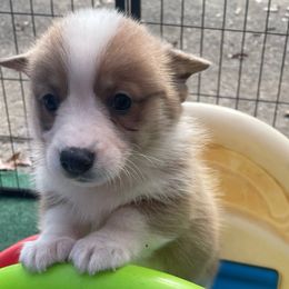 Jane - Sable female Pembroke Welsh Corgi puppy in Apison, Tennessee from Ashmore Corgis