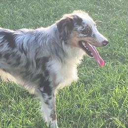 American Eskimo Dogs, Miniature American Shepherds, and Miniature Australian Shepherds from Connie's American Eskimo Dogs and Mini Australian Shepherd Dogs