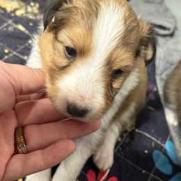 Purple - White and sable female Shetland Sheepdog puppy in Fontanelle, Iowa from Jensen Farms Shelties