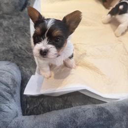 Draco - Parti male Yorkshire Terrier puppy in Waldorf, Maryland from Luv My Yorkies, LLC
