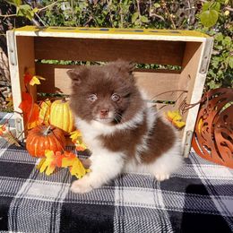 Sneezy - Chocolate parti male Pomeranian puppy in Ada, Oklahoma from Once Upon A Puff