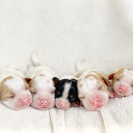 Cavalier King Charles Spaniel, Cavapoo, and Poodle Puppies from Red Skye Cavaliers and Cavapoos