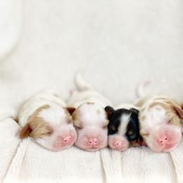 Cavalier King Charles Spaniel, Cavapoo, and Poodle Puppies from Red Skye Cavaliers and Cavapoos