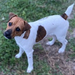 Boy - Bootstrap - White and black Russell Terrier puppy in Englewood, Florida from Manasota Key Jack Russells