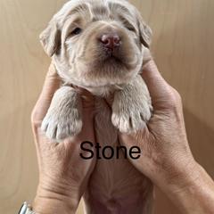 Stone - Cream male Whoodle puppy in Pima, Arizona from Schmidt's K9s