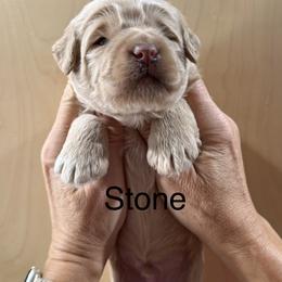 Stone - Cream male Whoodle puppy in Pima, Arizona from Schmidt's K9s