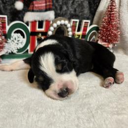 Comet - Black tri-color male Australian Shepherd puppy in Peach Bottom, Pennsylvania from Arcadia Australian Shepherds