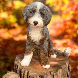 Bruno - Blue merle male Bernedoodle puppy in Munster, Indiana from Miranda’s Sunshine Poodles and Doodles