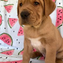 Labrador Retriever Puppies from Triple Threat Labradors