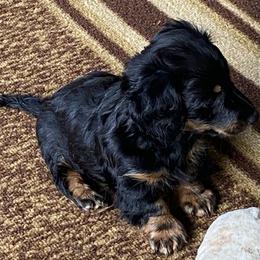 NICKI 1850 AKC - Black and tan male Dachshund puppy in Elizabethtown, Kentucky from Teeny Tiny Puppy Tails