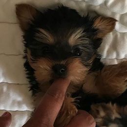 French Bulldogs and Yorkshire Terriers from MDG Kennels