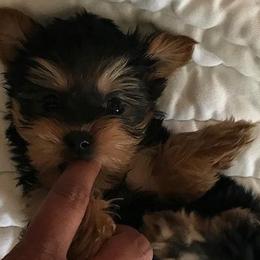 French Bulldogs and Yorkshire Terriers from MDG Kennels