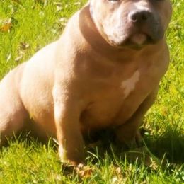 American Bullies from Battle Bullies