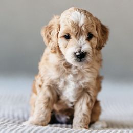 Goldendoodle Puppies from Cali Style Doodles