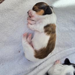 Ariel - Piebald female Dachshund puppy in North Waterboro, Maine from Poole Family Miniature Dachshunds