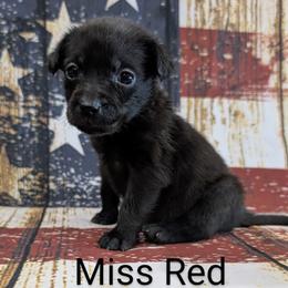 Miss Red - Black female Labrador Retriever puppy in Lebanon, Pennsylvania from Robertson's Retrievers and Doodles