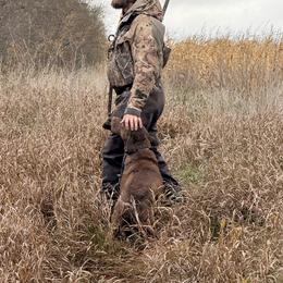 Beau - Chesapeake Bay Retriever