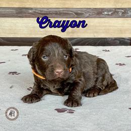 Crayon - Brown male Bernedoodle puppy in Banner Elk, North Carolina from Walnut Tree Bernedoodles