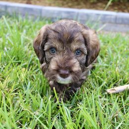 Labradoodle Puppies from Circle City Labradoodles