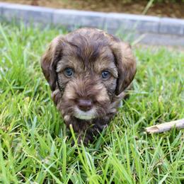 Labradoodle Puppies from Circle City Labradoodles