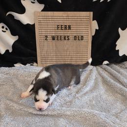Fern - Black and white female Siberian Husky puppy in Brunswick, Ohio from Blue Star Siberians